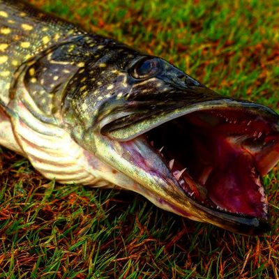 Dzr Fishing