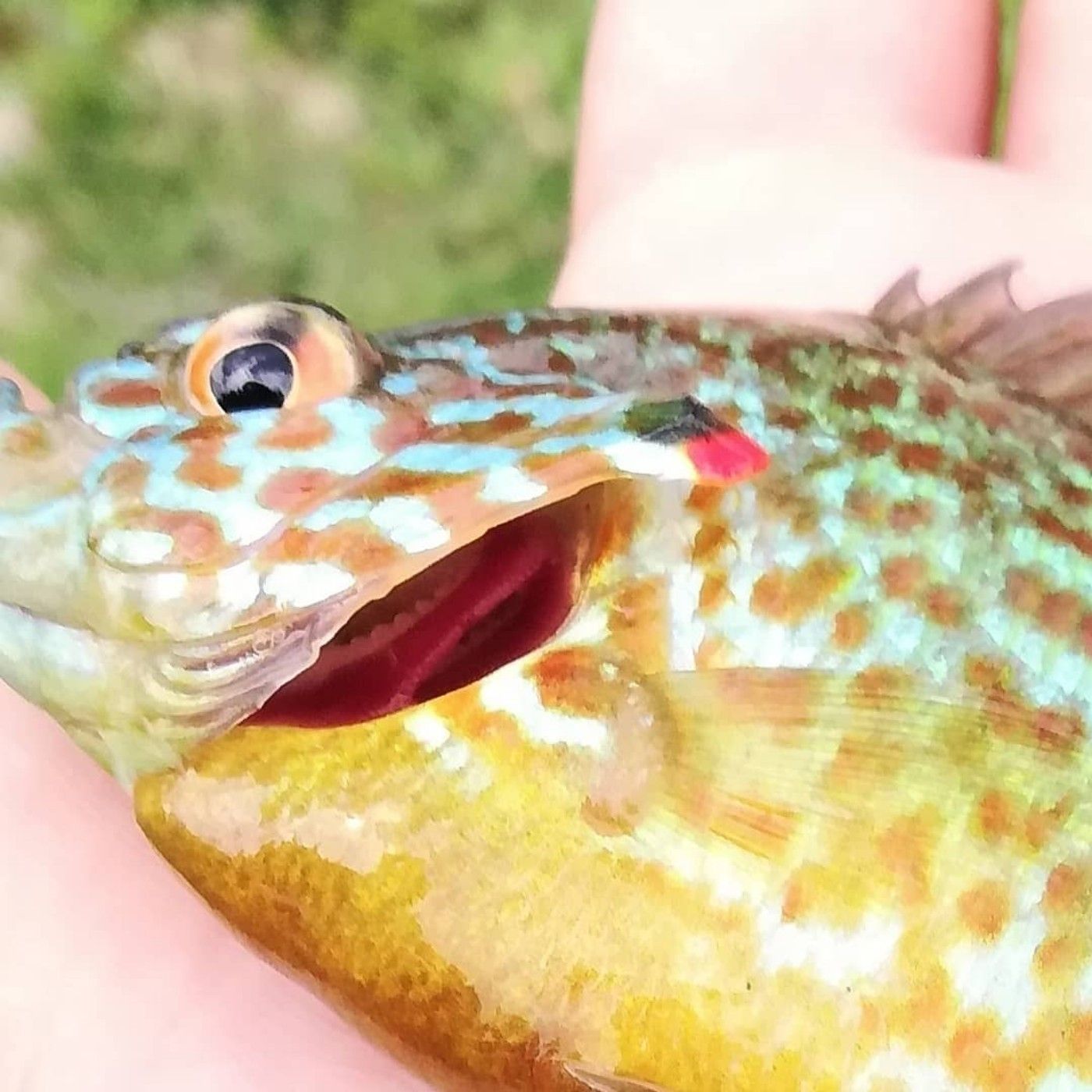 spinner fishing