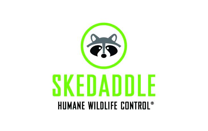 Skedaddle Franchise