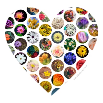 Heart shape collage made using a grid of circles and masked using the heart shape