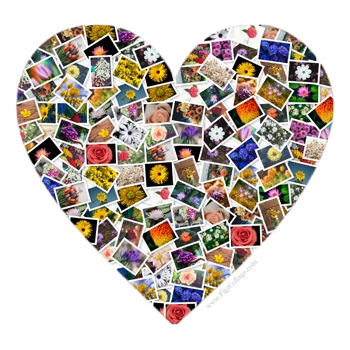 heart shape collage maker