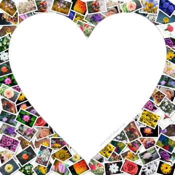 heart shape collage app