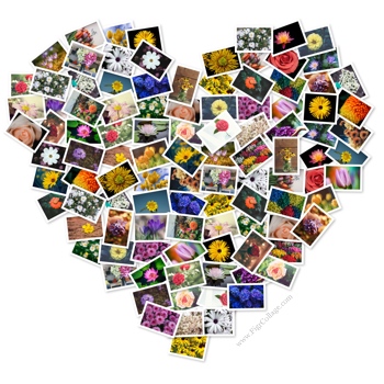 heart shape collage