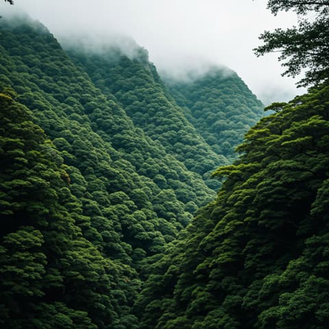 Lush green mountain forest in mist