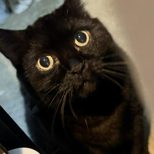 🍮• น้องแมวจรข้างวัดหัวลำโ-profile