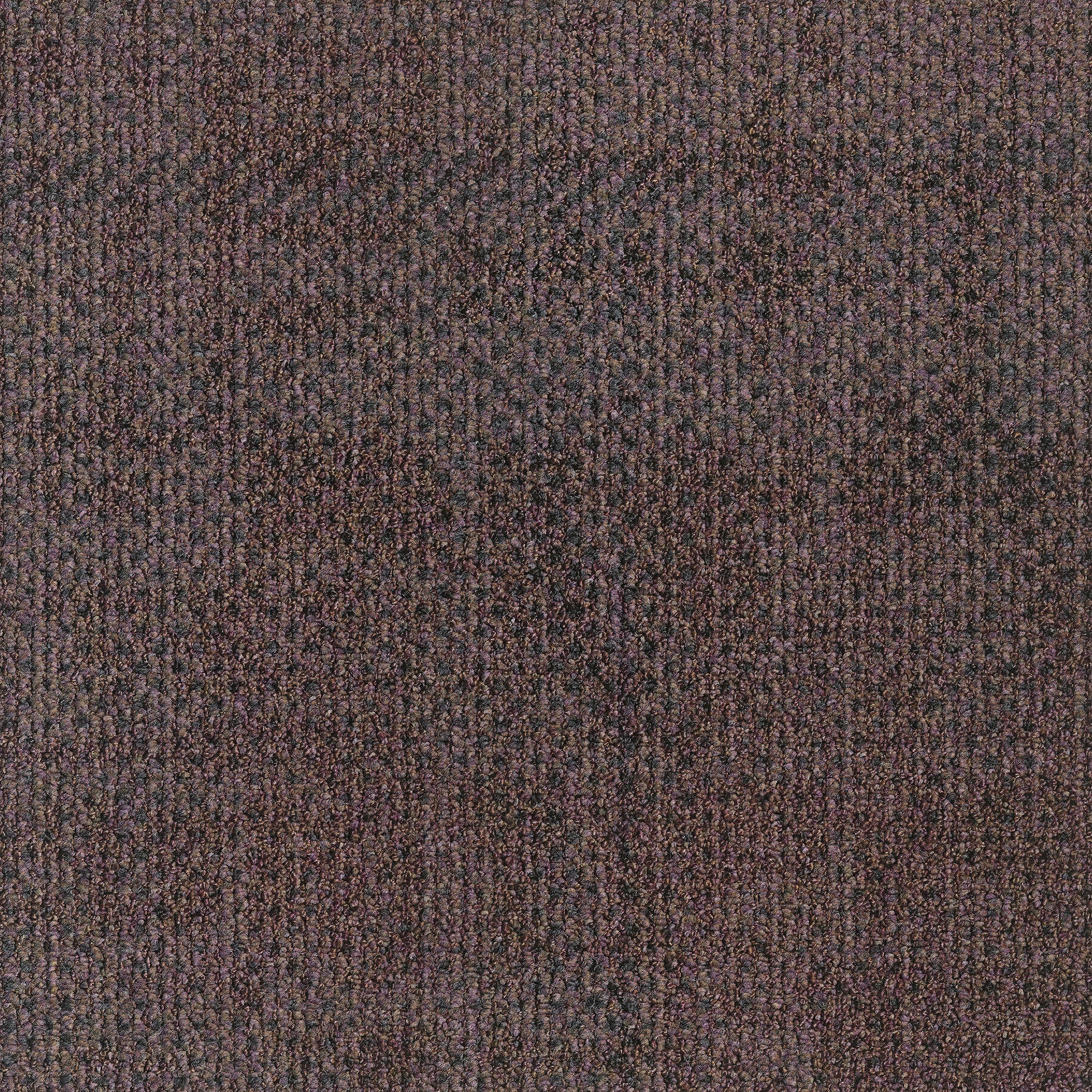 0865036 - Seed Purple 5500