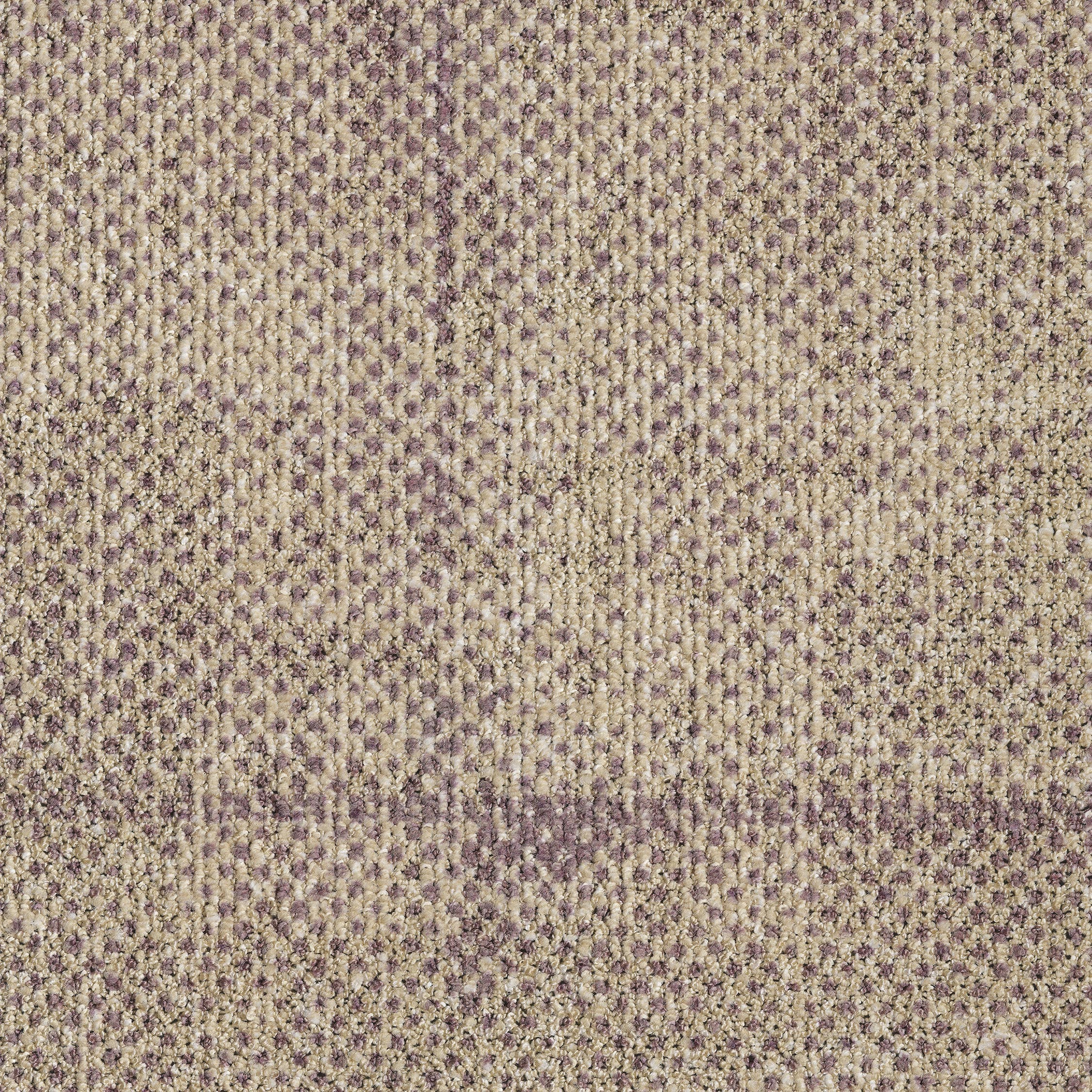 0865034 - Seed Rose 5500