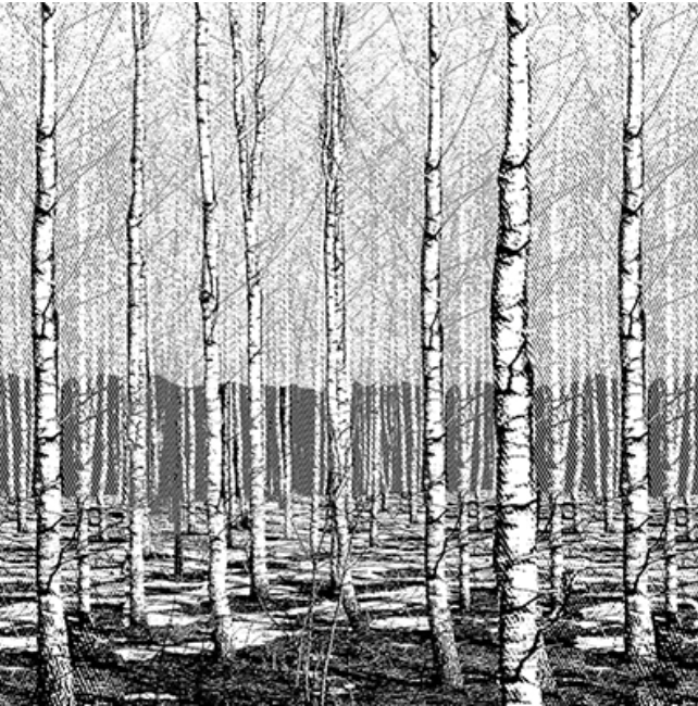 Birch