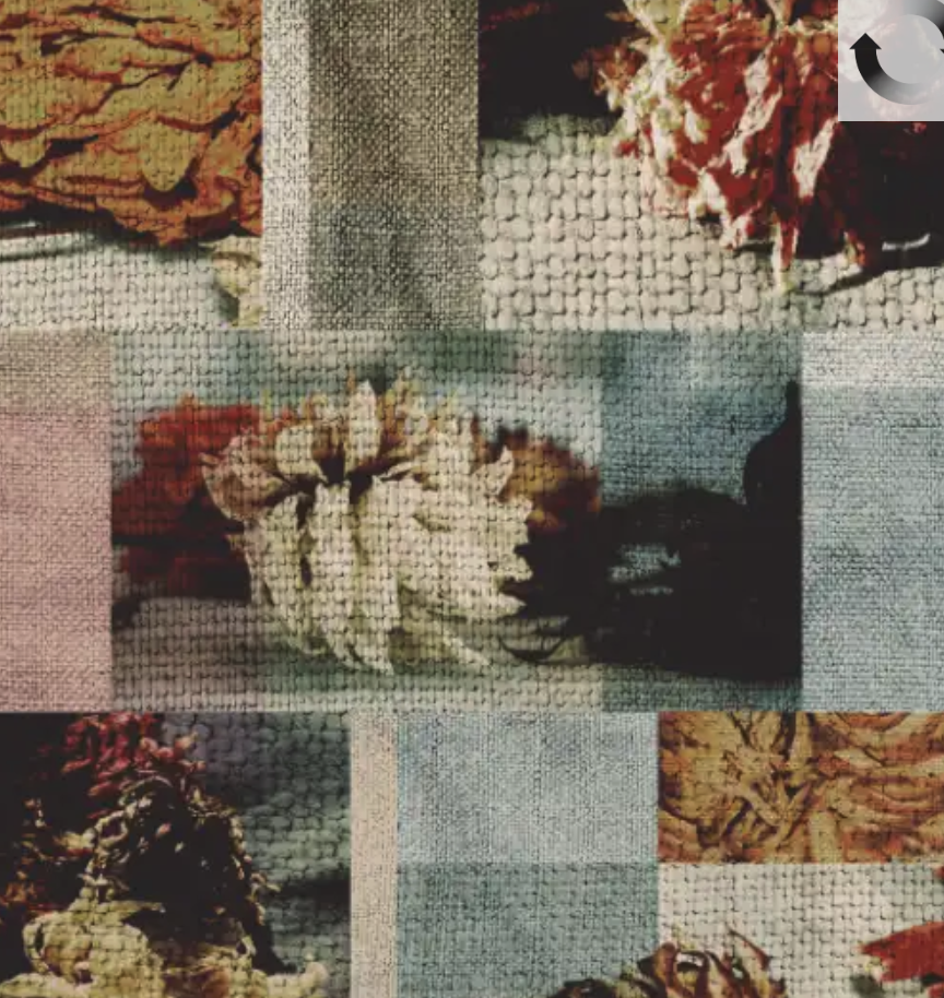 faded dahlia-RF55751816