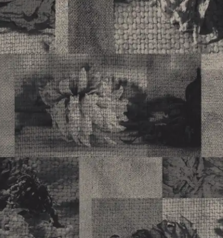 faded dahlia mono grey-RF55001804