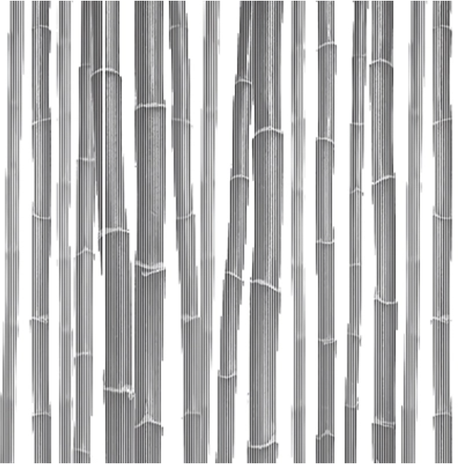 Bamboo