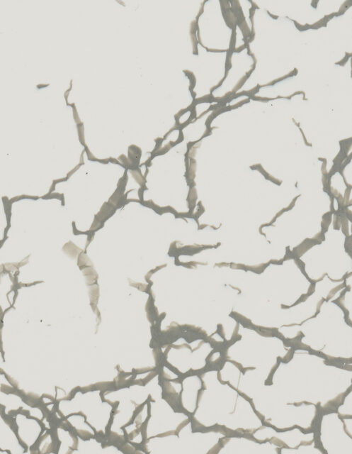 Sea Foam Grey
#PS2404