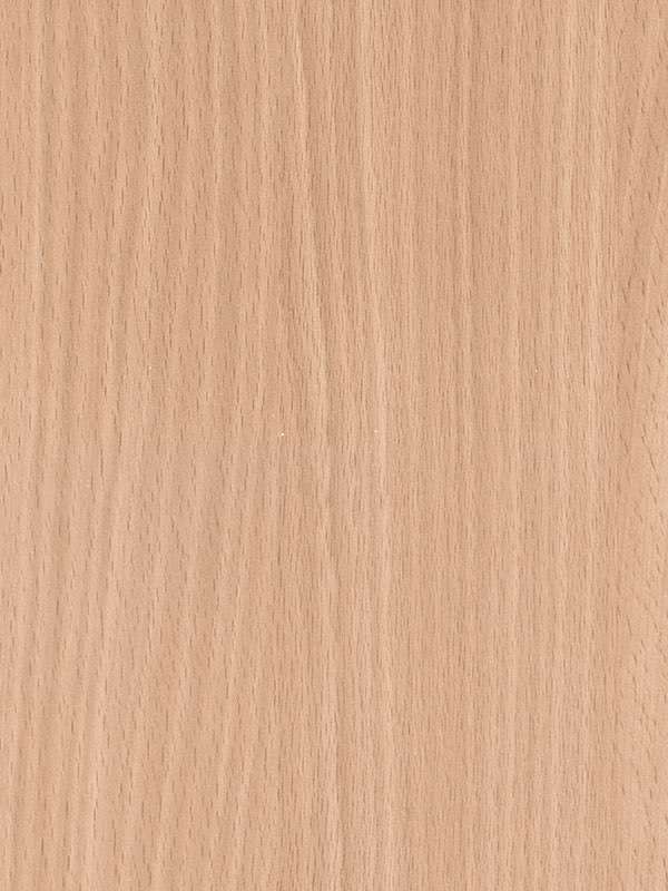 1666 faggio americano