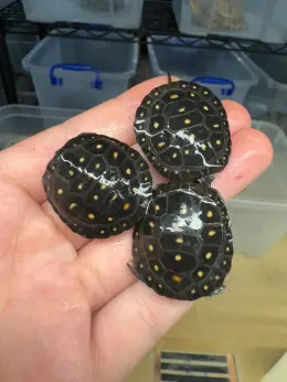 文章圖片