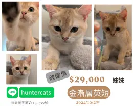 文章圖片