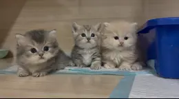 文章圖片