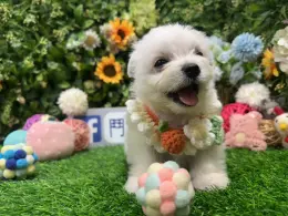 文章圖片