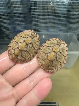 文章圖片