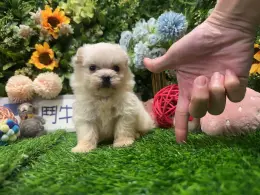 文章圖片
