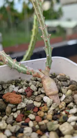 文章圖片