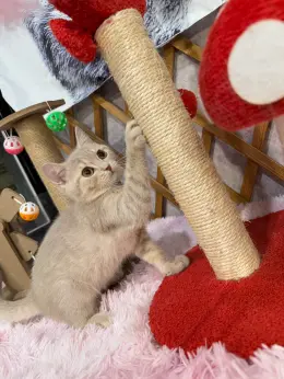 文章圖片