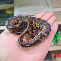 文章圖片