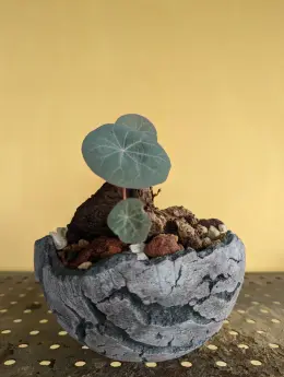 文章圖片