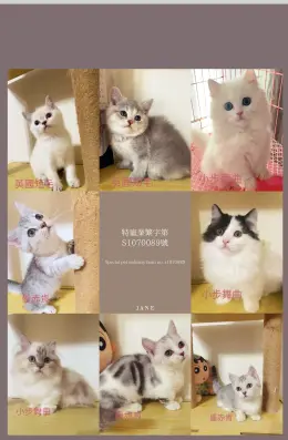 文章圖片
