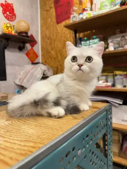 文章圖片