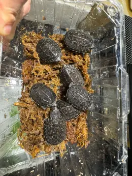 文章圖片