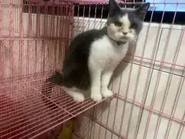 文章圖片