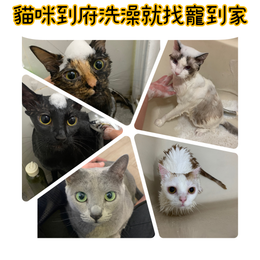 文章圖片