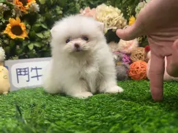 文章圖片