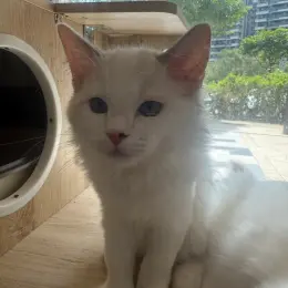 文章圖片