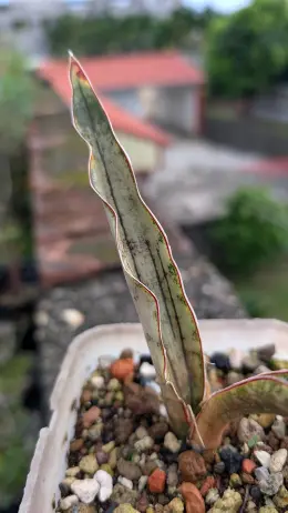 文章圖片