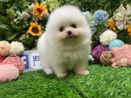 文章圖片