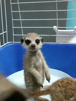 文章圖片