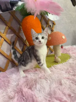 文章圖片