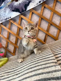 文章圖片