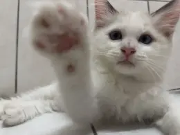 文章圖片