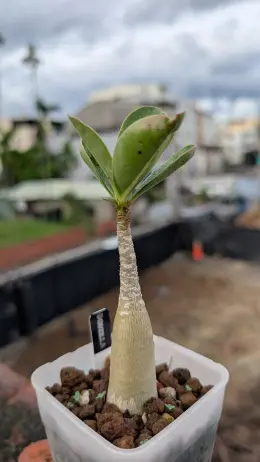 文章圖片