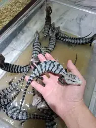 文章圖片