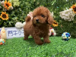 文章圖片