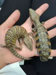 文章圖片
