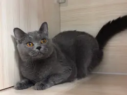 文章圖片