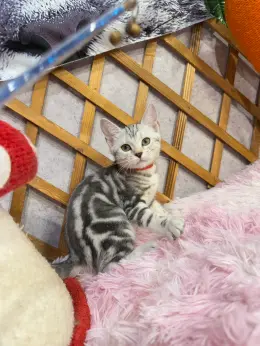 文章圖片
