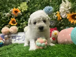 文章圖片