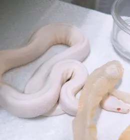 文章圖片