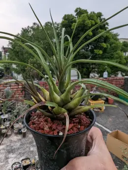 文章圖片