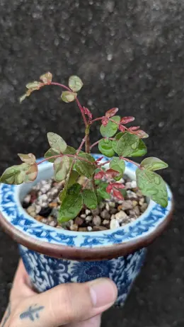 文章圖片